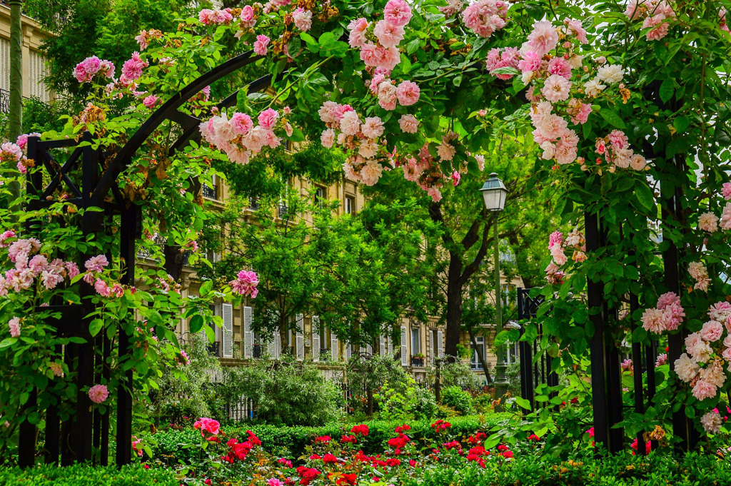 Pink Roses